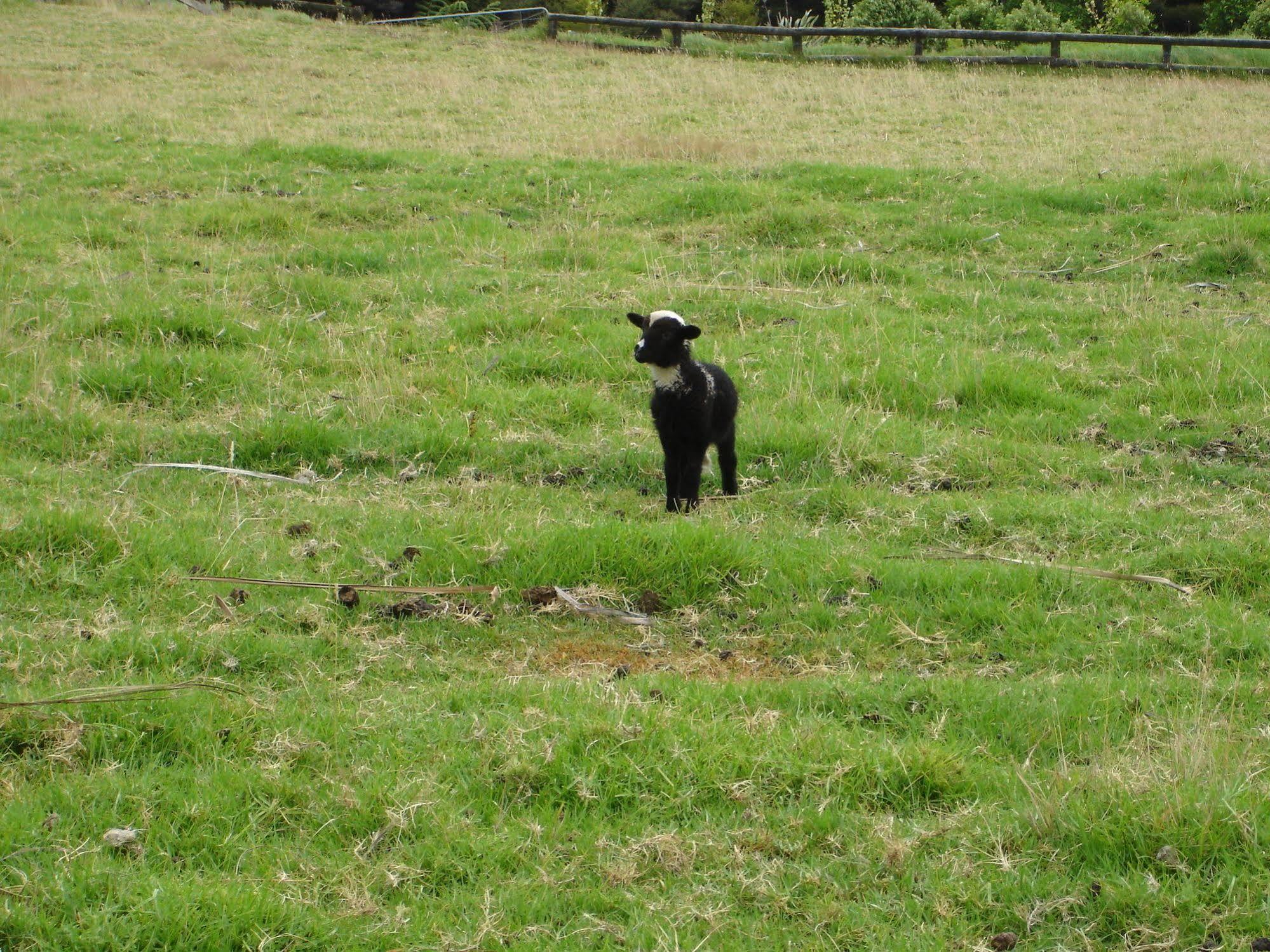 Country Homestead At Black Sheep Farm Waipu Kültér fotó